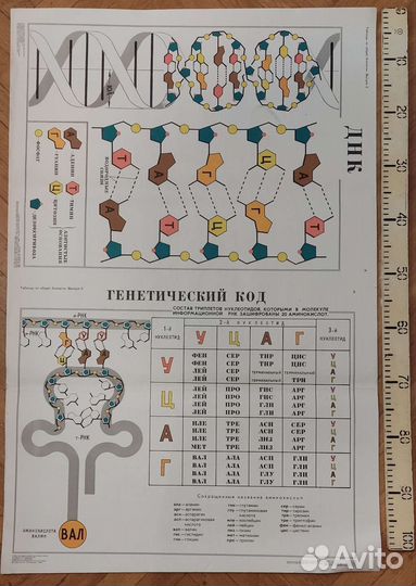 Плакаты (таблицы) учебные (биология) ч.2