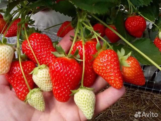 Саженцы Мурано зкс