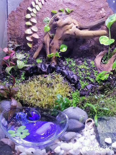 Террариум с крабиками