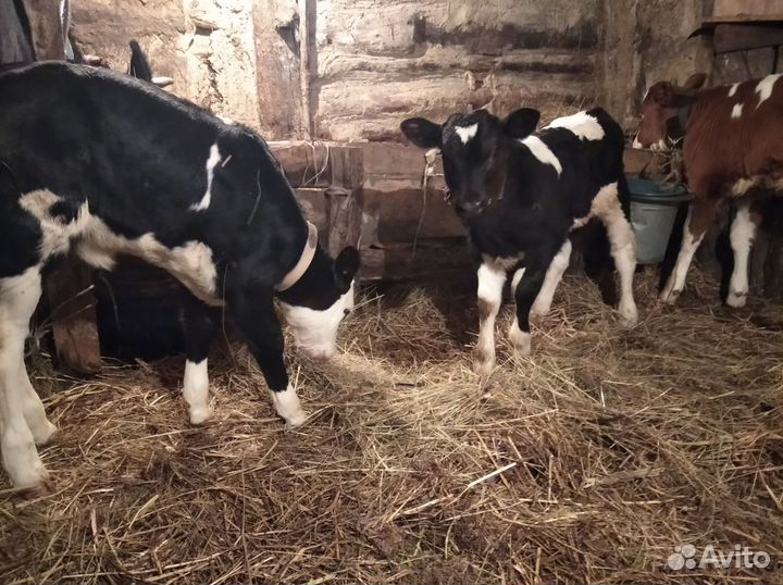 Корова, бычок