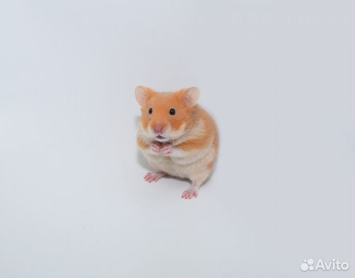 Сирийские и Джунгарские хомяки - ручные
