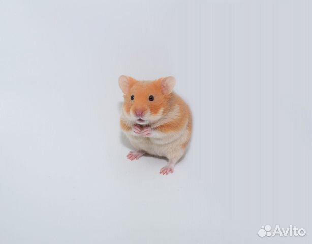 Сирийские и Джунгарские хомяки - ручные