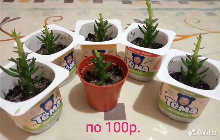 Домашние растения: аихризон, замиокулькас и прочие