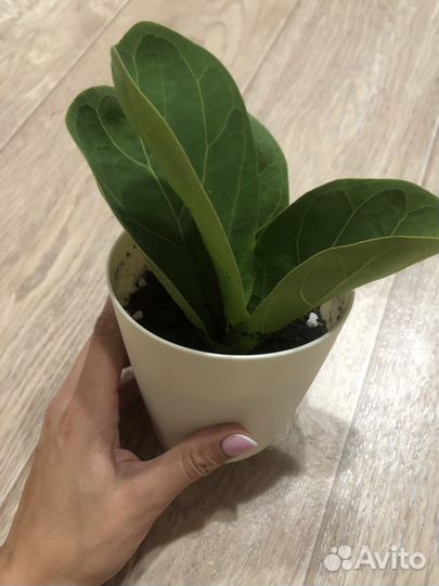 Фикус лирато бамбино отводка