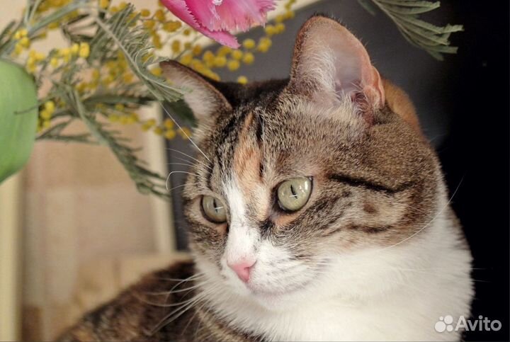 Кошечка Маруся