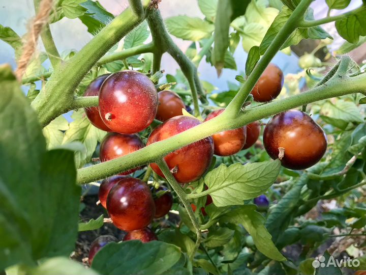 Семена томата Черника