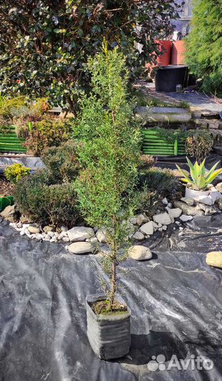 Кипарис пирамидальный