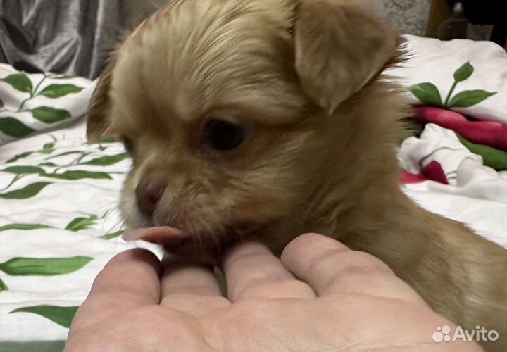 Чихуахуа мини мальчик