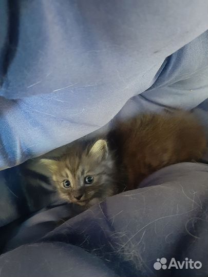 Кошка в дар