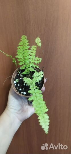 Папоротник сортовой