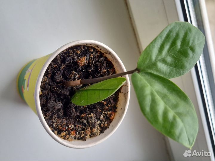 Замиокулькас