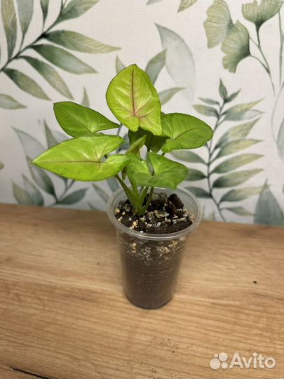 Сингониумы