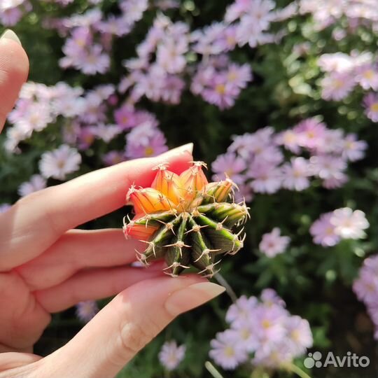 Вариегатные гимнокалициумы