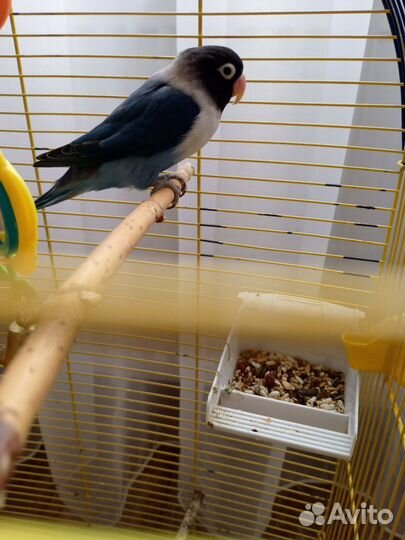 Попугай не разлучник с клеткой