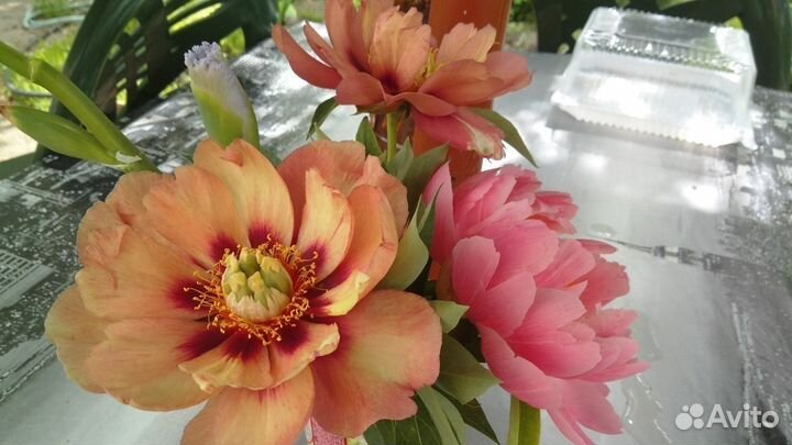 Ито Пион Old Rose Dandy