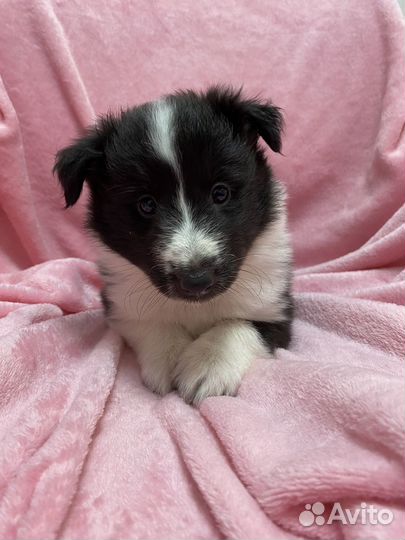 Щенки шелти