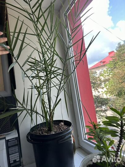 Финиковое дерево