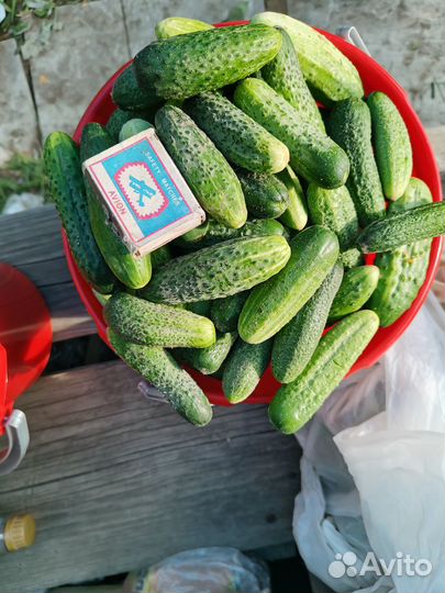 Огурцы, кабачки, петрушка