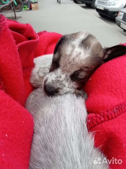 Отдам в добрые руки щенка мальчика