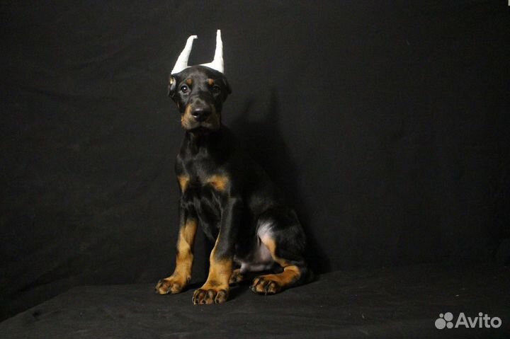 Доберман легендарная порода