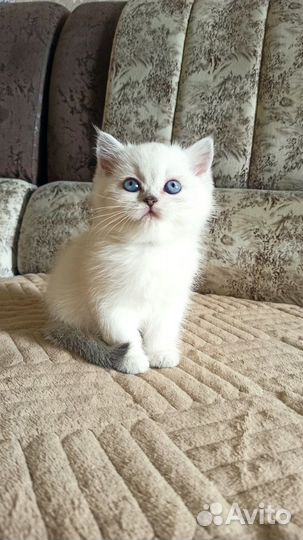 Шотландские котята