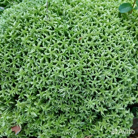 Мох сфагнум живой