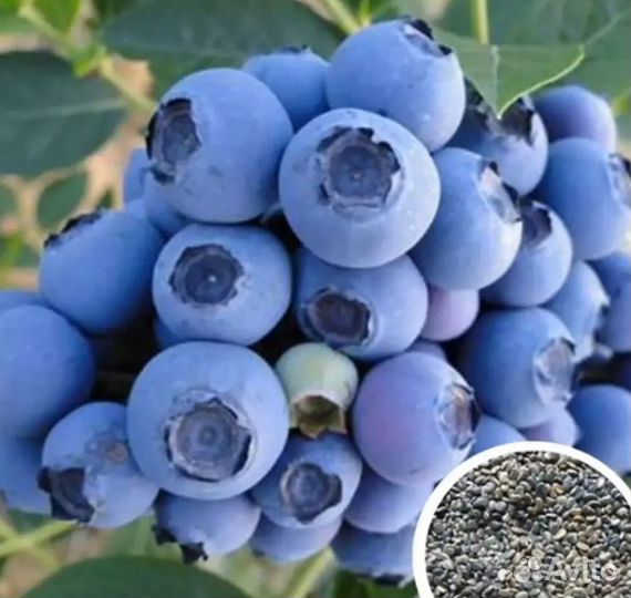 Черника Черный глаз семена