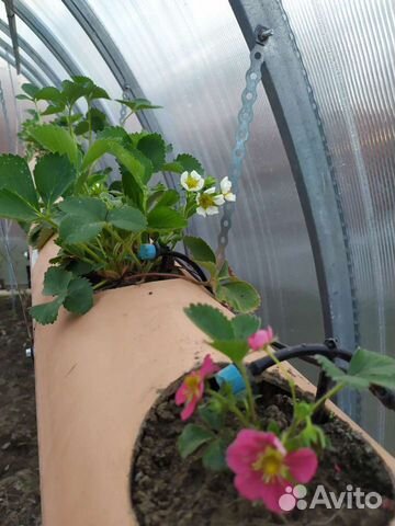 Клубника, ежевика, шелковица, гортензии