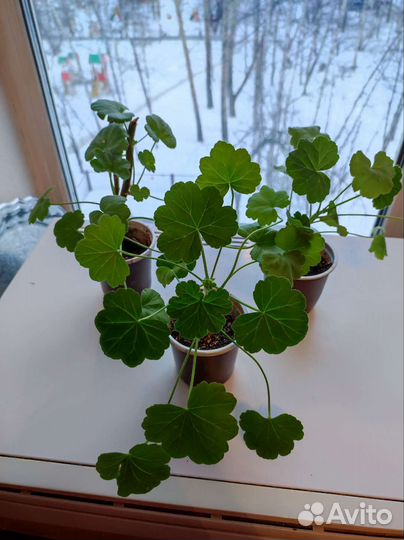 Комнатные растения