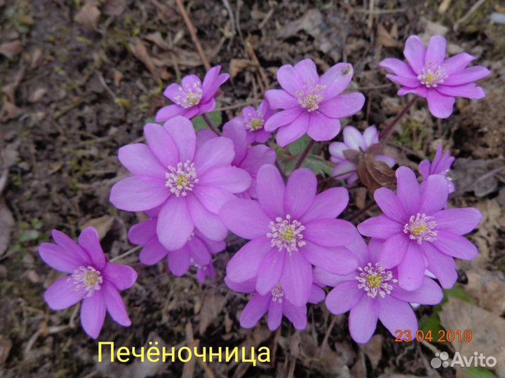 Многолетники для сада