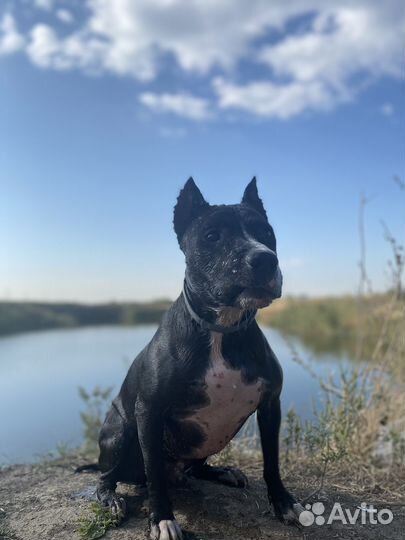 Зоогостиница/Передержка животных/Зоотакси