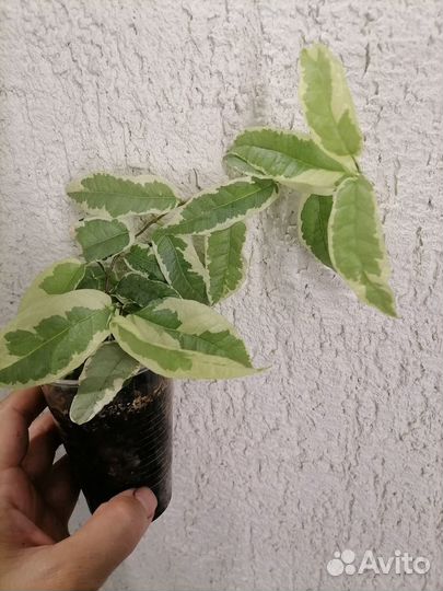 Фикусы разные