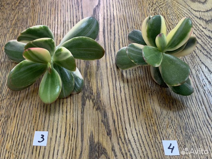 Крассула Альба Alba