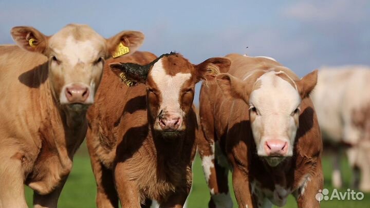 Бычки телочки