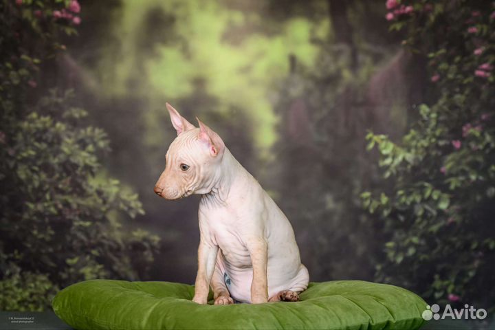 Девочка американского голого терьера