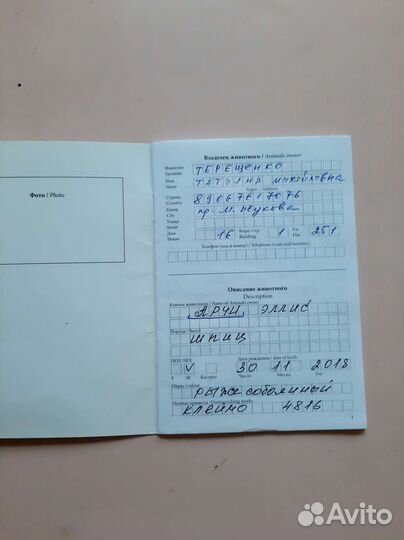 Померанский шпиц вязка кобель