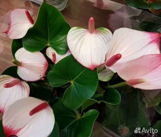 Антуриумы сортовые