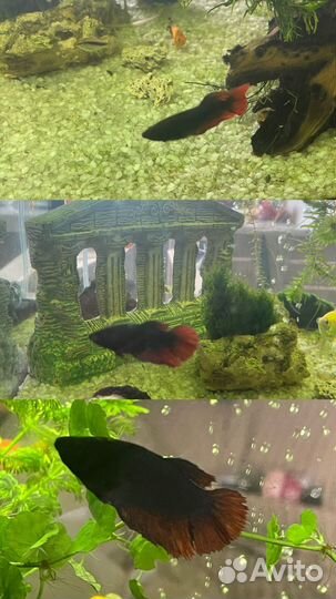 Тернеция гло, данио, анциструс ред, кабомба