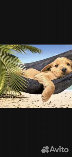 Зоогостиница Передержка Любых Животных