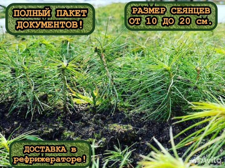 Сеянцы ели и сосны окс
