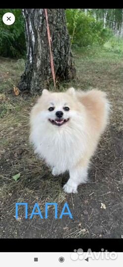 Щенки немецкого шпица