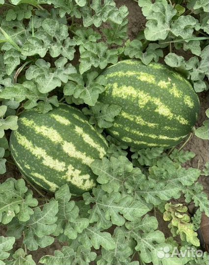 Арбузы Оптом