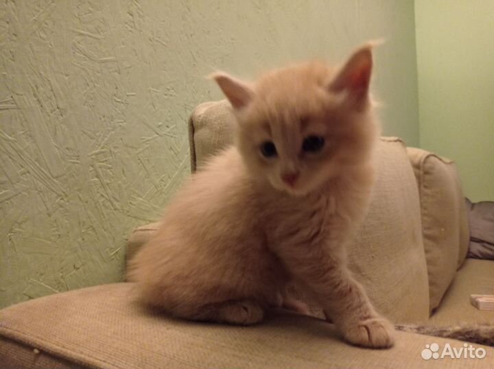Котята. Только кошки