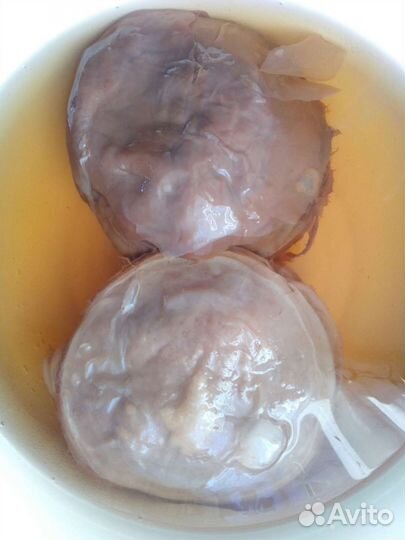 Чайный гриб