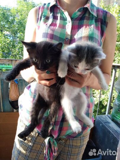 Котята отдам бесплатно