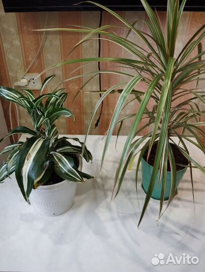 Комнатные цветы