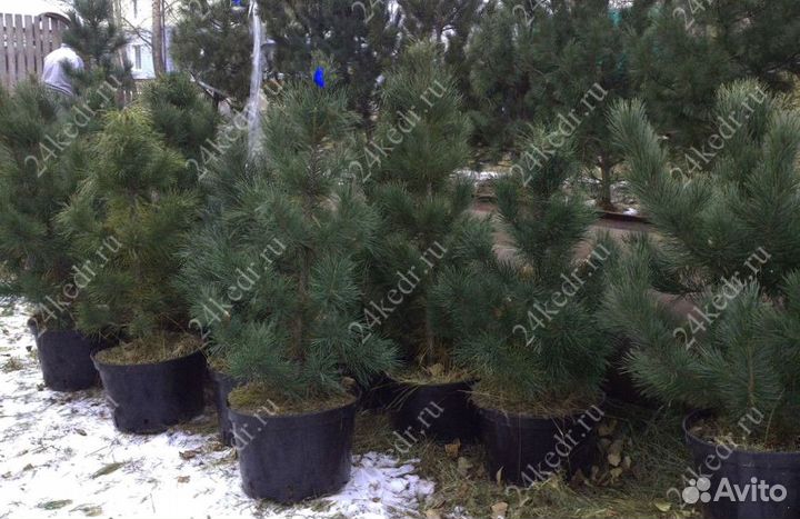 Саженцы сибирского кедра экстра класс