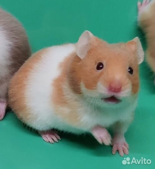 Ангорские Сирийские Хомяки Ручные от Заводчика