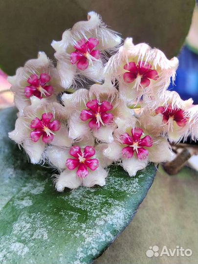 Hoya caudata v. Sumatra