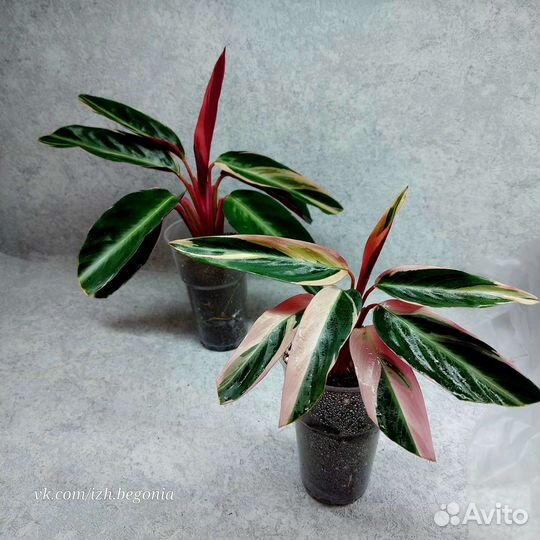 Калатея, ктенанта, строманта